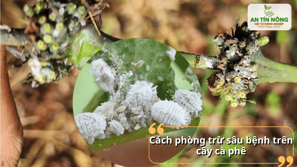 Chủ động phòng trừ sâu bệnh giúp bảo vệ năng suất và chất lượng vườn cà phê.