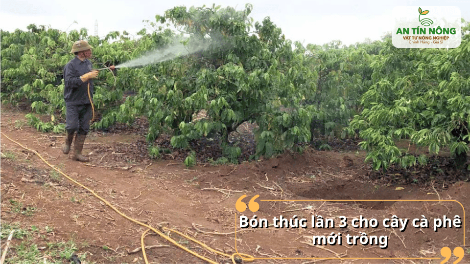 Giai đoạn này cần bổ sung dinh dưỡng cân đối NPK để cây phát triển đồng đều, tăng sức chống chịu với thời tiết.