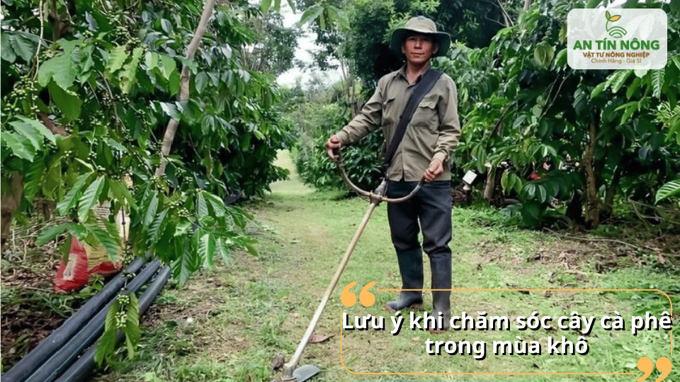 Kết hợp làm cỏ, giữ ẩm gốc và tưới bổ sung sau bón giúp cây cà phê sinh trưởng ổn định suốt mùa khô.
