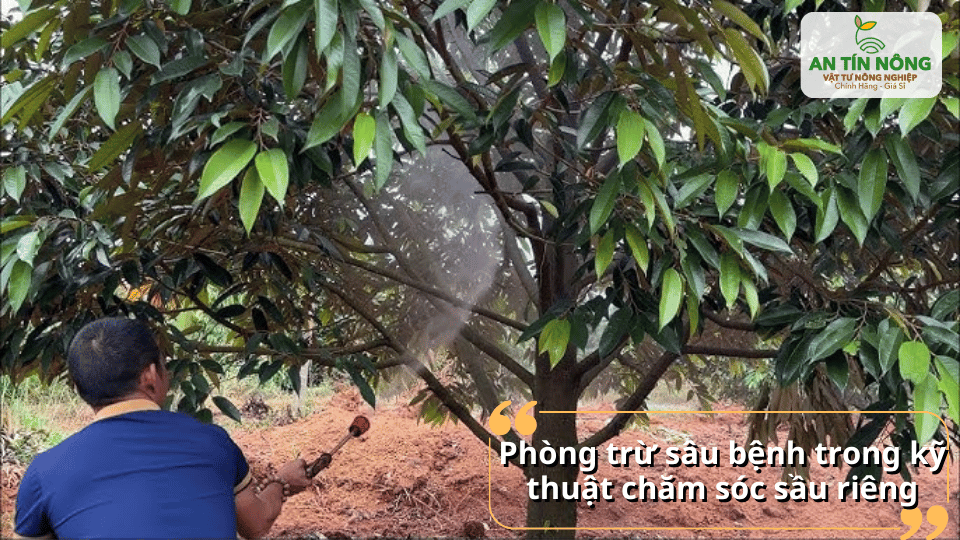 Chủ động phòng trừ sâu bệnh giúp vườn sầu riêng luôn khỏe mạnh và giảm thiểu rủi ro trong mùa vụ.
