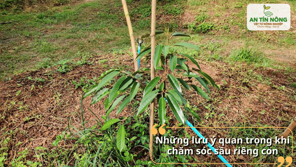 Lưu ý các sai lầm thường gặp để tránh ảnh hưởng đến sự phát triển của cây sầu riêng con.