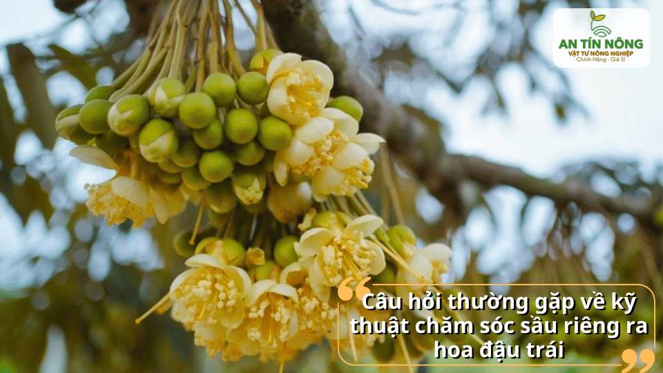 Tổng hợp những thắc mắc phổ biến giúp nhà vườn chăm sóc sầu riêng hiệu quả hơn.