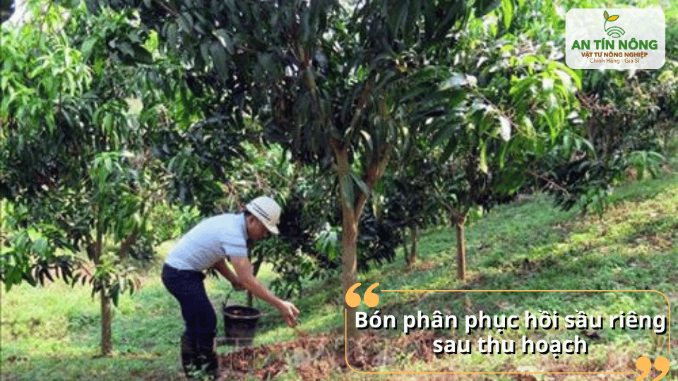 Bón phân phục hồi sau thu hoạch giúp cây sầu riêng nhanh lấy lại sức.