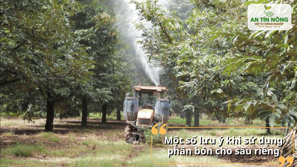 Cần lưu ý thời điểm, liều lượng và cách bón để tránh thất thoát dinh dưỡng và gây sốc cây.