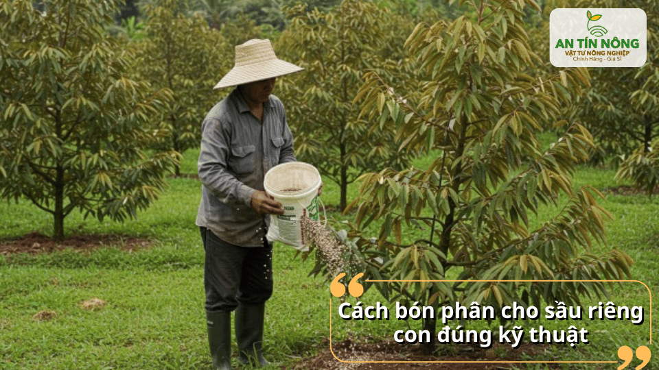 Nông dân bón phân quanh tán sầu riêng con đúng kỹ thuật giúp cây phát triển khỏe mạnh.
