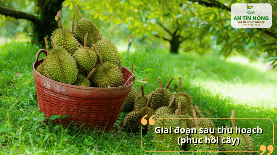 Sau thu hoạch: phục hồi cây bằng phân hữu cơ và dinh dưỡng trung – vi lượng.