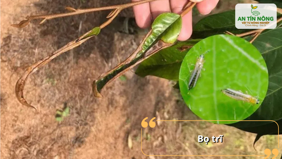 Bọ trĩ chích hút làm lá bạc màu, khô cháy mép và ảnh hưởng đến khả năng quang hợp của cây