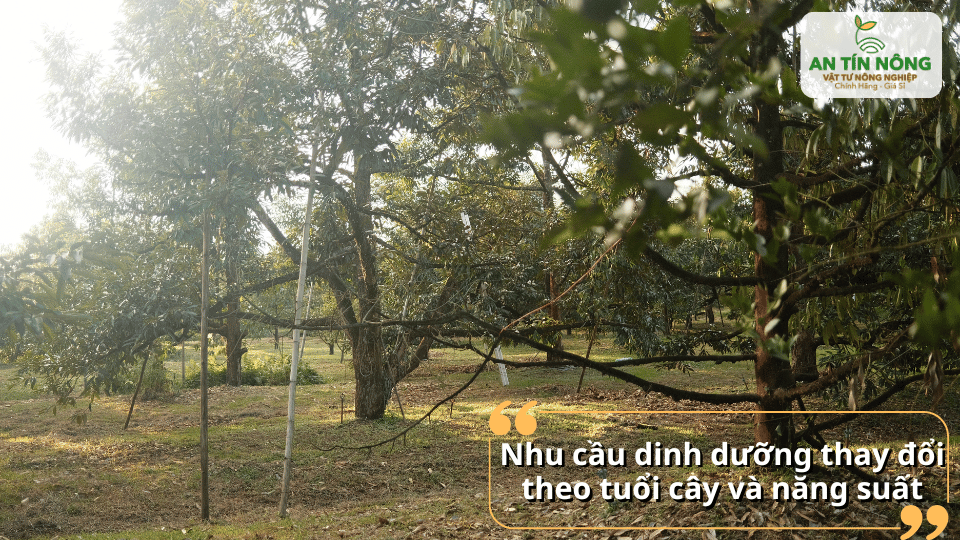 Nhu cầu dinh dưỡng của cây sầu riêng thay đổi theo tuổi cây và năng suất từng vụ.