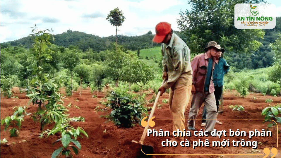 Chia nhỏ lượng phân thành nhiều đợt giúp cây hấp thu đều hơn, đặc biệt trong giai đoạn rễ còn non và yếu.