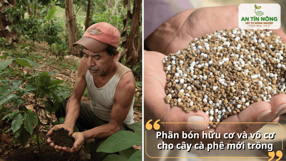 Kết hợp phân hữu cơ để cải tạo đất và phân vô cơ để cung cấp dinh dưỡng nhanh, giúp cây phát triển cân đối và bền vững.