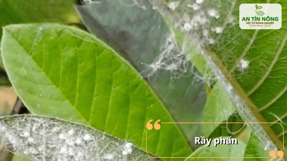Rầy phấn chích hút nhựa làm lá vàng, cây suy yếu và tạo điều kiện cho nấm bệnh phát triển