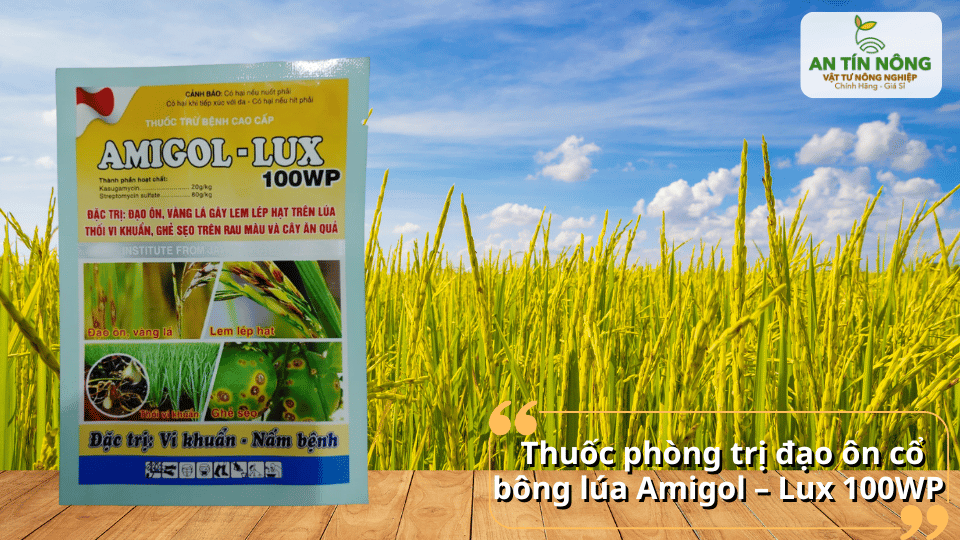 Amigol – Lux 100WP hỗ trợ phòng trị đạo ôn cổ bông, giúp lúa chắc hạt.