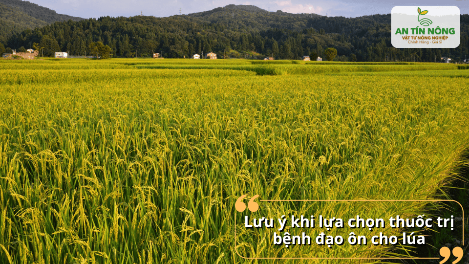 Lưu ý chọn đúng thuốc trị đạo ôn giúp phòng bệnh hiệu quả và tiết kiệm chi phí.