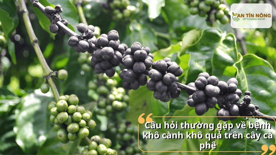 Câu hỏi thường gặp về bệnh khô cành khô quả trên cây cà phê
