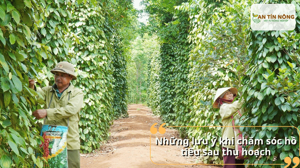 Không bón phân quá sớm khi đất còn khô, tránh cắt tỉa quá mạnh và luôn kiểm tra độ ẩm đất trước khi tưới.