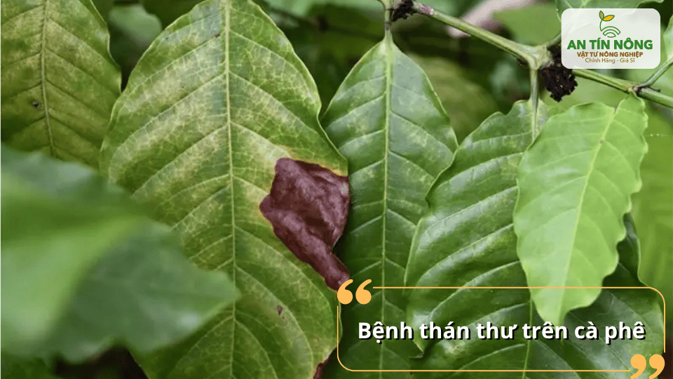 Thán thư gây cháy lá, khô cành và rụng quả non nếu không xử lý kịp thời.