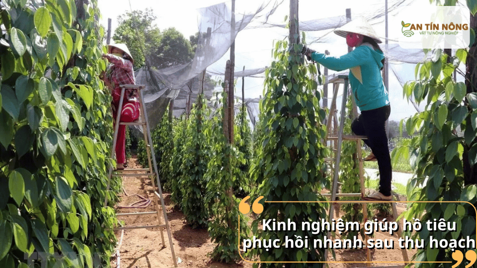 Che phủ gốc bằng rơm cỏ, bổ sung phân chuồng hoai mục và giữ đất tơi xốp là những mẹo được nhiều nhà vườn áp dụng hiệu quả.