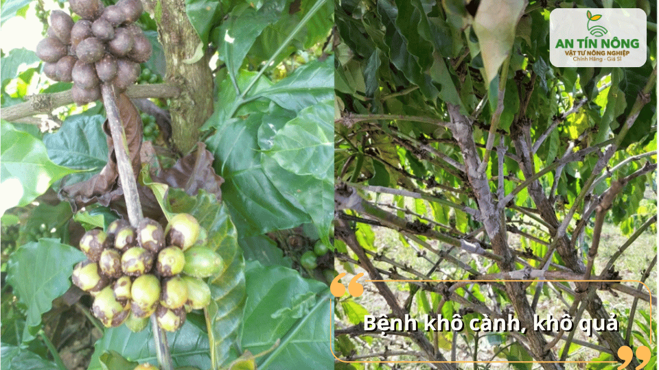 Khô cành khô quả làm giảm tỷ lệ đậu trái, ảnh hưởng nghiêm trọng đến năng suất cuối vụ.