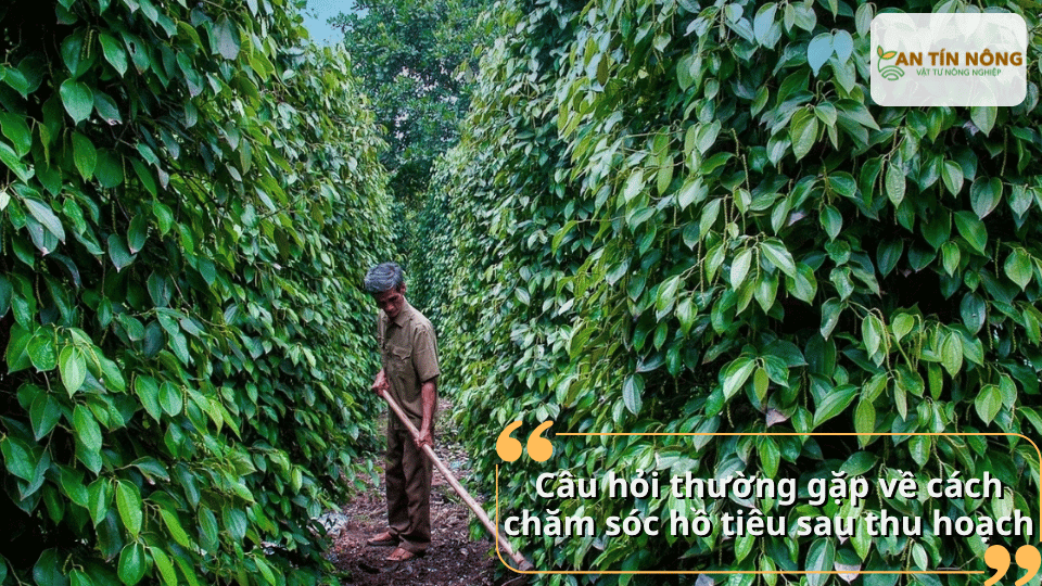 Câu hỏi thường gặp về cách chăm sóc hồ tiêu sau thu hoạch