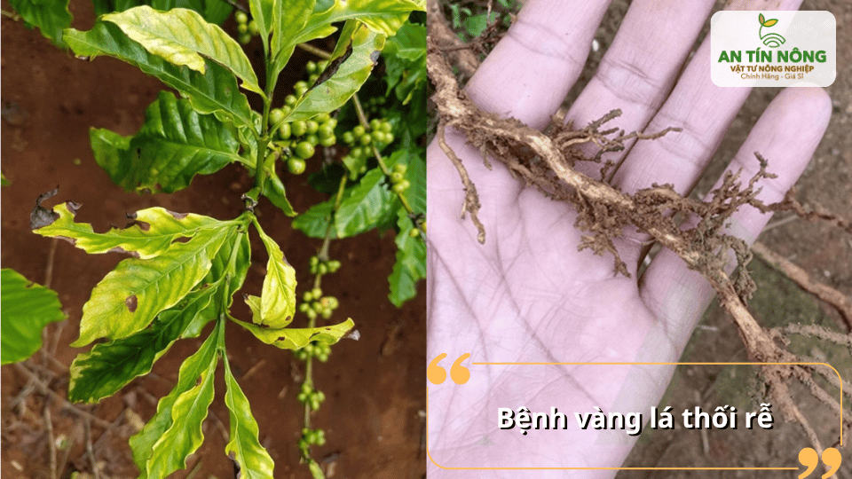 Vàng lá thối rễ thường xuất hiện khi đất úng nước, nấm bệnh phát triển mạnh ở vùng rễ.