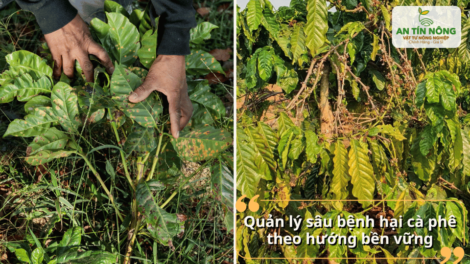 Kết hợp vệ sinh vườn, dinh dưỡng cân đối và phòng trừ tổng hợp giúp quản lý sâu bệnh bền vững.