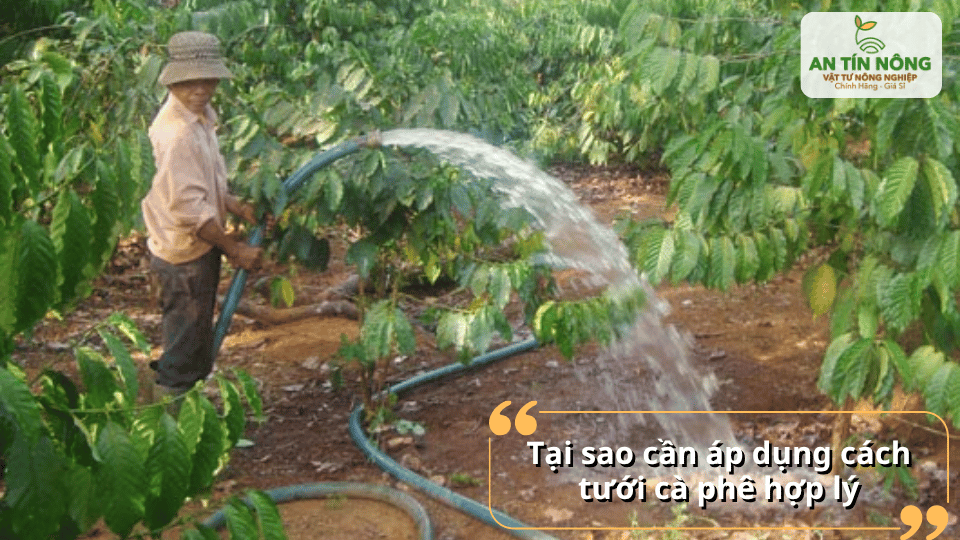 Tưới nước hợp lý giúp cây duy trì độ ẩm ổn định, hạn chế rụng lá, rụng quả và giảm stress trong mùa khô.