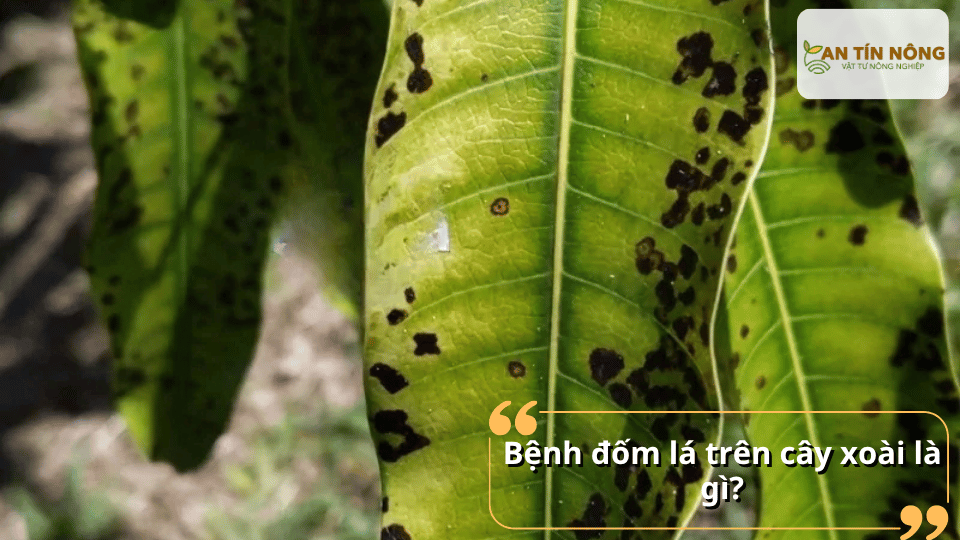 Lá xoài xuất hiện nhiều đốm đen tròn là dấu hiệu bệnh đốm lá trên cây xoài