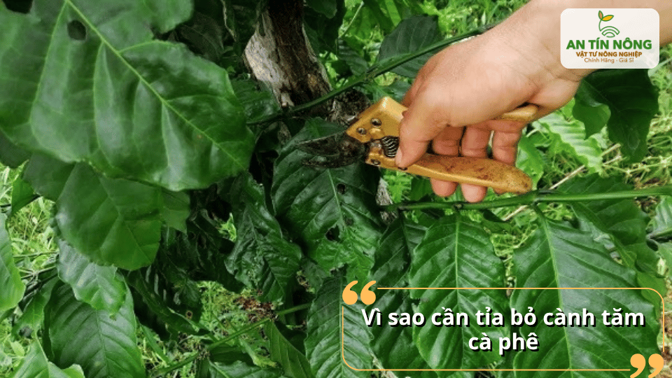 Cành tăm thường nhỏ yếu, ít khả năng đậu trái nên cần loại bỏ để tránh cây tiêu hao dinh dưỡng không cần thiết.