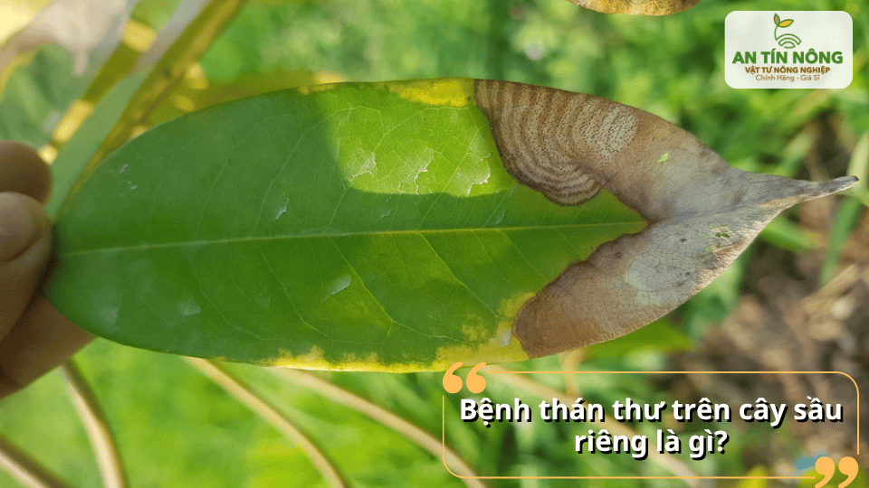Bệnh thán thư là bệnh do nấm gây ra, thường xuất hiện trên lá, đọt non, hoa và trái non với các vết cháy nâu lan rộng.