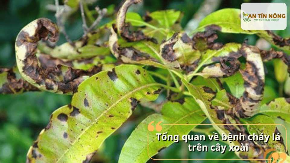 Bệnh thường xuất hiện ở lá non và lá bánh tẻ, gây cháy mép lá, khô đầu lá và lan nhanh khi thời tiết nóng ẩm hoặc mưa nhiều.