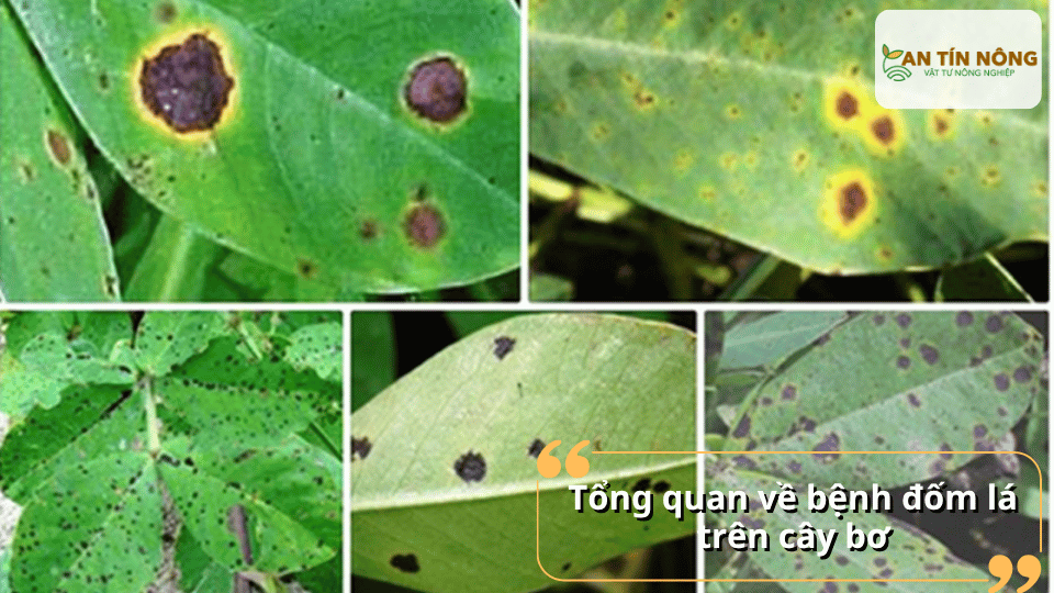 Bệnh thường xuất hiện vào mùa mưa, gây các đốm nâu đen trên lá, lan nhanh nếu vườn ẩm độ cao và tán cây rậm rạp.