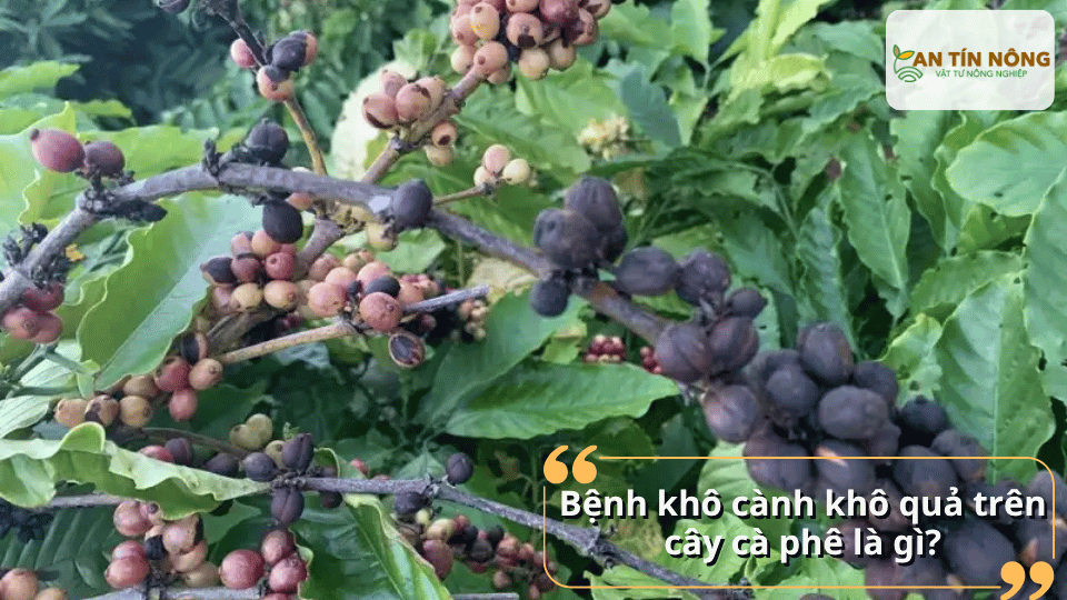 Đây là bệnh hại nguy hiểm do nấm gây ra, làm cành bị thâm đen, quả khô dần và có thể chết cả cành