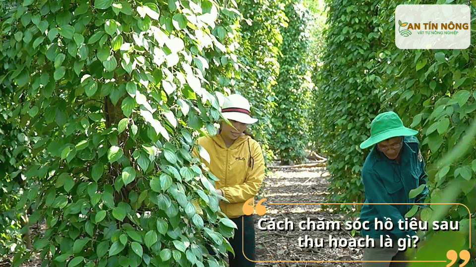 Đây là giai đoạn quan trọng gồm vệ sinh vườn, cắt tỉa, bón phân, tưới nước và phòng bệnh giúp cây nhanh lấy lại sức sau thời kỳ mang trái.