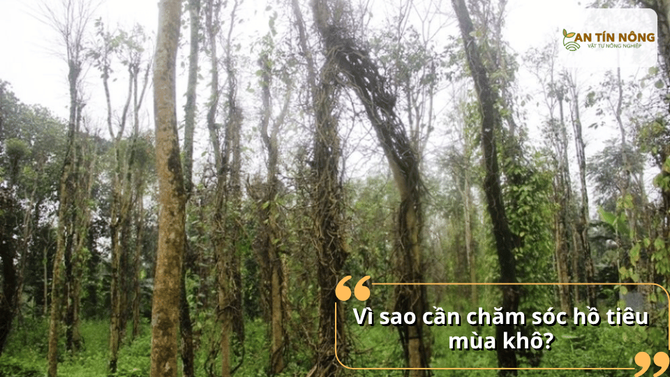 Nắng nóng kéo dài khiến cây tiêu mất nước nhanh, bộ rễ suy yếu và dễ bị sâu bệnh tấn công nếu không được chăm sóc kịp thời.