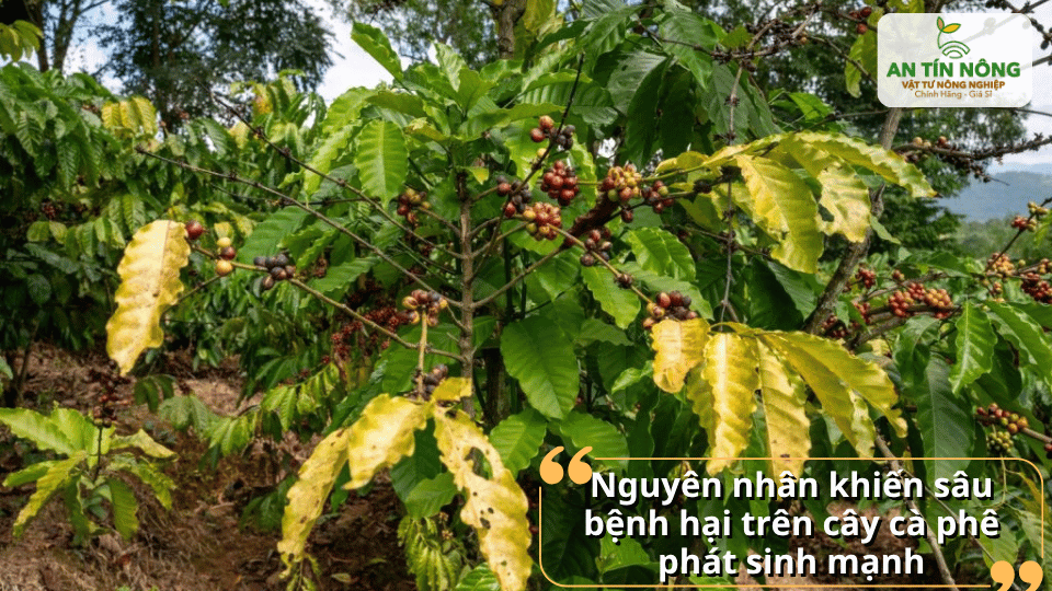 Sâu bệnh bùng phát mạnh khi vườn ẩm độ cao, dinh dưỡng mất cân đối và chăm sóc chưa đúng kỹ thuật.