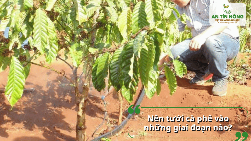 Cây cà phê cần được ưu tiên tưới vào giai đoạn phân hóa mầm hoa, ra hoa, nuôi trái và sau thu hoạch.
