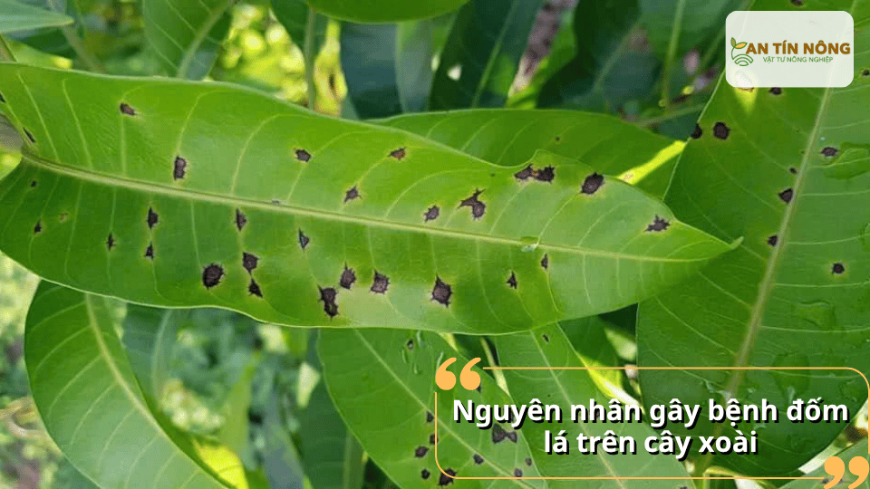 Lá xoài có đốm nâu đen rải rác do nấm và điều kiện ẩm độ cao gây bệnh đốm lá