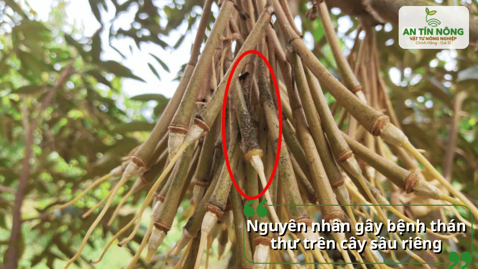 Tác nhân chính là nấm Colletotrichum phát triển mạnh trong điều kiện ẩm độ cao, vườn rậm rạp và thoát nước kém.