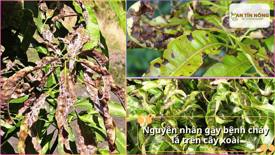 Do nấm, vi khuẩn, thiếu dinh dưỡng hoặc thời tiết bất lợi. Ngoài ra tưới nước không hợp lý và vườn thiếu thông thoáng cũng làm bệnh phát triển mạnh.