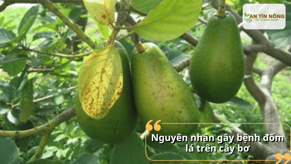 Nấm bệnh phát triển mạnh trong điều kiện mưa nhiều, vườn thiếu thông thoáng, thoát nước kém hoặc cây suy yếu do thiếu dinh dưỡng.