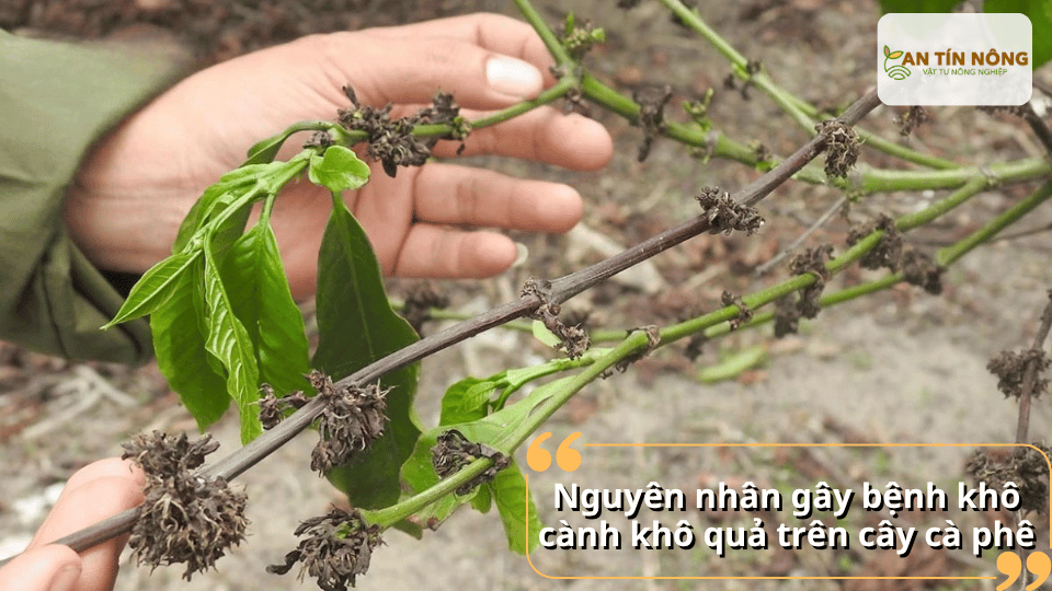Bệnh thường phát sinh khi vườn ẩm độ cao, cây suy yếu, thiếu dinh dưỡng hoặc bị tổn thương do sâu bệnh và thời tiết bất lợi.