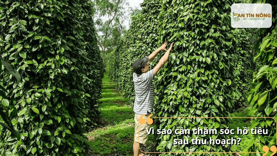 Nếu bỏ qua giai đoạn này, cây dễ suy kiệt, vàng lá, rụng đốt và giảm tỷ lệ ra hoa, ảnh hưởng trực tiếp đến năng suất vụ sau.