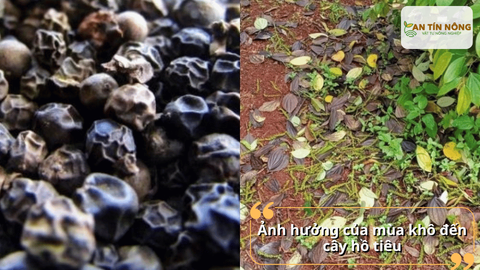 Thiếu ẩm kéo dài có thể làm cây rụng lá, khô cành, giảm sức sinh trưởng và ảnh hưởng trực tiếp đến năng suất vụ sau.