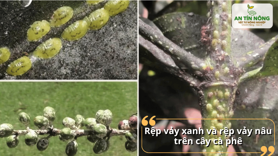 Rệp vảy chích hút nhựa cây, làm lá vàng, cành suy yếu và tạo điều kiện cho nấm bồ hóng phát triển.