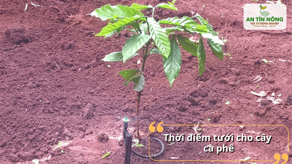 Nên tưới vào sáng sớm hoặc chiều mát để cây hấp thu nước tốt, hạn chế thất thoát do bốc hơi.