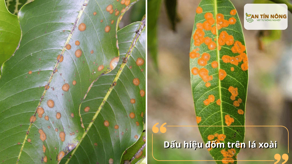 Dấu hiệu đốm lá xoài với các đốm màu cam nâu nổi rõ trên bề mặt lá