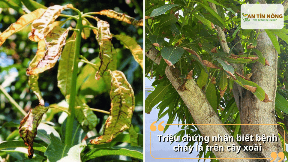 Lá xoài xuất hiện đốm nâu, cháy mép, quăn lá, khô dần từ đầu lá vào trong. Nếu nặng, cành non cũng bị ảnh hưởng.