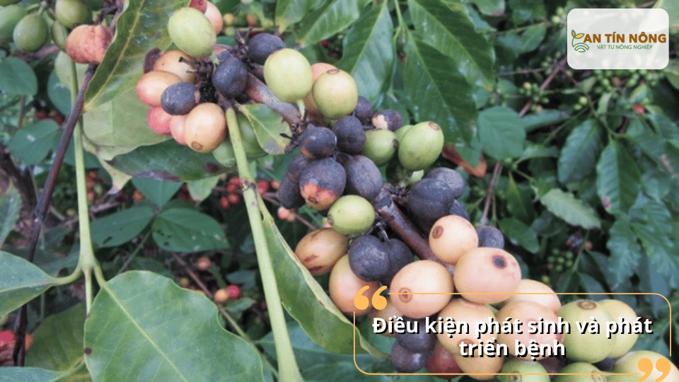 Mưa kéo dài, sương đêm nhiều, vườn rậm rạp và thoát nước kém là môi trường thuận lợi để nấm bệnh lây lan mạnh.