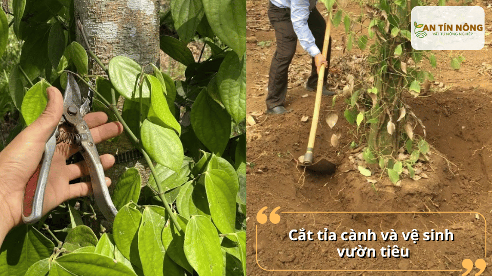 Loại bỏ cành sâu bệnh, dây già yếu và dọn sạch lá rụng quanh gốc giúp vườn thông thoáng, hạn chế nguồn nấm bệnh tồn dư.