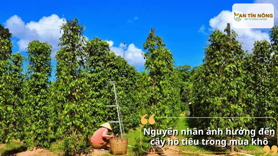 Đất khô cứng, thiếu nước tưới, dinh dưỡng mất cân đối và nhiệt độ cao là những nguyên nhân chính khiến hồ tiêu suy yếu.